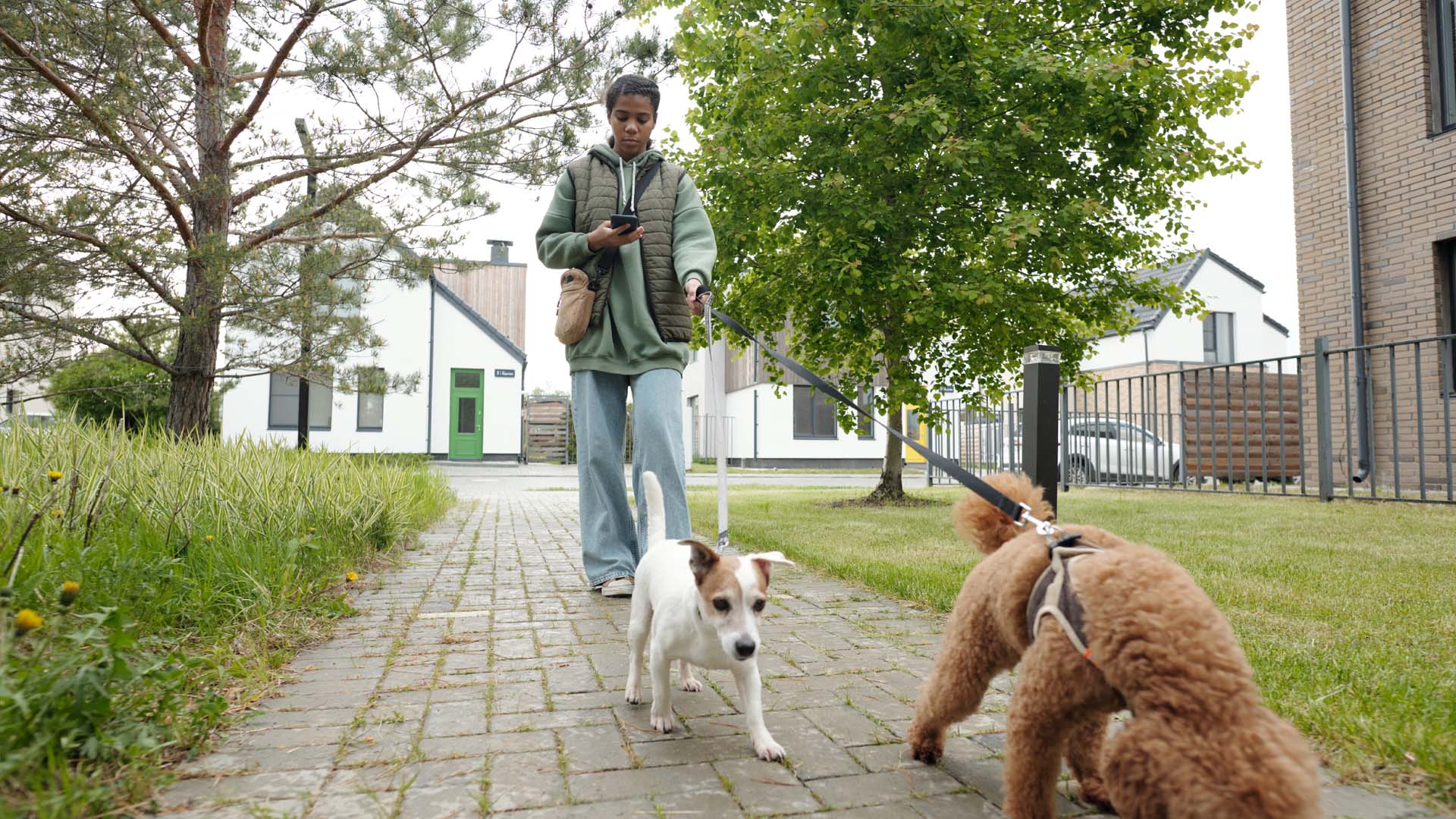 Pige går med to hunde og kigger på sin telefon. FOTO: AdobeStock